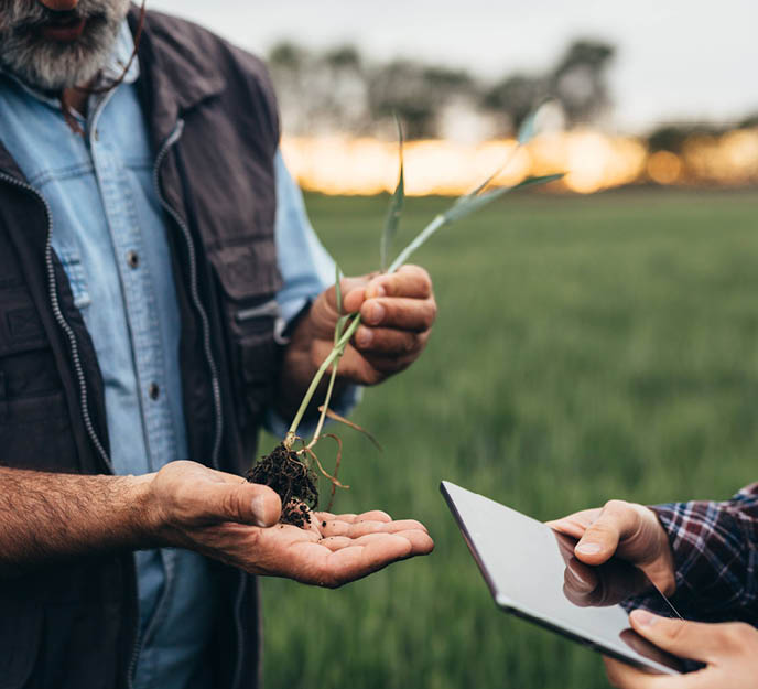 Agriculteur dans un champ qui analyse sa plantation de blé avec un conseiller en agronomie